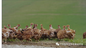 考察 丨歐洲家禽業(yè)考察之 意大利篇 二 養(yǎng)殖家禽