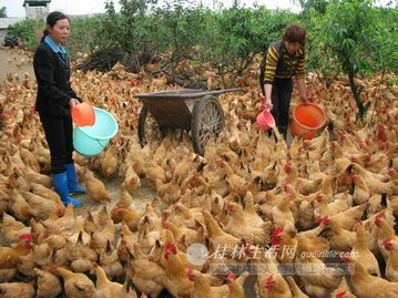 桂林禽類產(chǎn)品市場(chǎng)遇冷 銷量?jī)r(jià)格雙降，養(yǎng)殖戶承壓前行